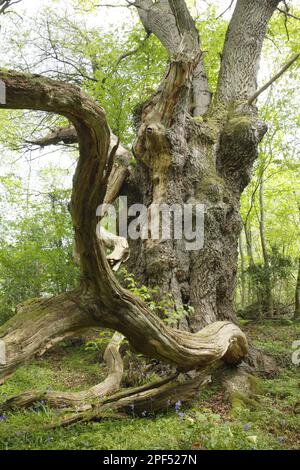 Sesseleiche (Quercus petraea), Wintereiche, Buchenfamilie, Sesseleiche, alter bewachsener Baum und in Wäldern gefallen, Powys, Wales, Frühling Stockfoto