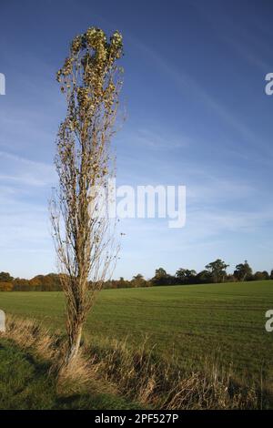 Gewohnheit der Lombardei Poplar (Populus nigra „italica“), die am Rande des Ackerlandes anwächst, Wickham Skeith, Suffolk, England, Vereinigtes Königreich Stockfoto