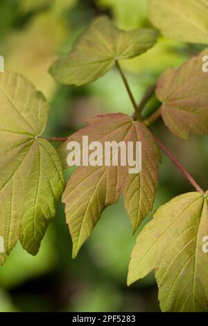 Sycamore (Acer pseudoplatanus) Nahaufnahme von jungen Blättern, Dorset, England, Vereinigtes Königreich Stockfoto