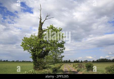 Gewöhnlicher Eichenkopf (Quercus robur) mit toten Ästen, die aus der grünen Krone hervorstehen, Gewohnheit, wächst neben Gleisen in Ackerland, Bacton Stockfoto