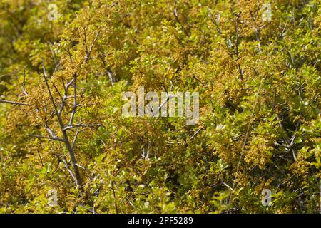 Kermes Eiche (Quercus coccifera), Steich Eiche, Familie Buche, Kermes Eiche Nahaufnahme der Blätter und Montagne de la Clape, Aude, Languedoc-Roussillon, Frankreich Stockfoto