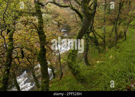 Eichenholz (Quercus petraea) antiker Waldlebensraum, wächst an einem Hang neben dem Fluss, West Lyn Valley, über Watersmeet, Exmoor N. P. Devon Stockfoto