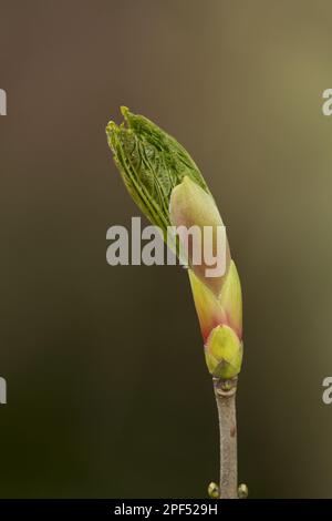 Sycamore (Acer pseudoplatanus) Nahaufnahme der Eröffnung von Blatbud, Sheffield, South Yorkshire, England, Vereinigtes Königreich Stockfoto