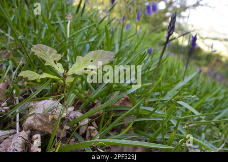 Setzlinge aus Sesseleiche (Quercus petraea), die zwischen den Blauen Glattbutt (Hyacinthoides non-scripta) in den Wäldern, Powys, Wales, United, wachsen Stockfoto