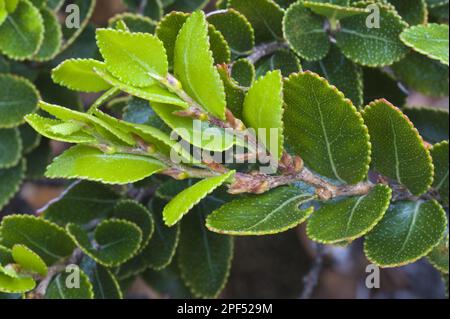 Coigue de guindo (Nothofagus betuloides) Nahaufnahme der Blätter, Cordillera Darwin, Isla Grande de Tierra del Fuego, Südpatagonien, Tierra del Stockfoto