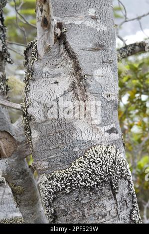 Coigue de guindo (Nothofagus betuloides) Nahaufnahme des Stammes, Cordillera Darwin, Isla Grande de Tierra del Fuego, Südpatagonien, Tierra del Stockfoto