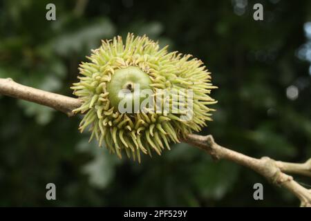 Puteneiche (Quercus cerris) Nahaufnahme der Eichel, die im Wald wächst, Vicarage Plantation, Mendlesham, Suffolk, England, Vereinigtes Königreich Stockfoto