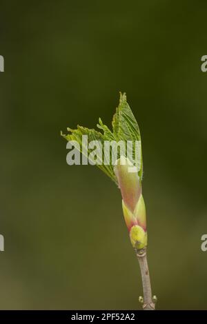 Sycamore (Acer pseudoplatanus) Nahaufnahme der Eröffnung von Blatbud, Sheffield, South Yorkshire, England, Vereinigtes Königreich Stockfoto