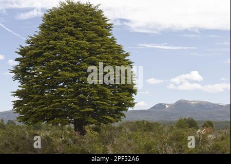 Coigue de guindo (Nothofagus betuloides), wächst im Küstenlebensraum nahe Punta Arenas, Magellanstraße, Südpatagonien, Chile Stockfoto