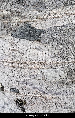 Coigue de guindo (Nothofagus betuloides) Nahaufnahme der Rinde, Cordillera Darwin, Isla Grande de Tierra del Fuego, Südpatagonien, Tierra del Fuego Stockfoto