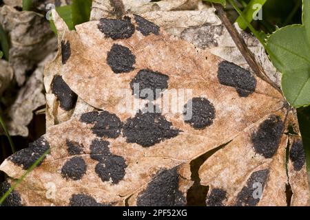 Läsionen des Teerflecks (Rhytisma acerinum) auf den Blättern von Sycamore (Acer pseudoplatanus), französische Pyrenäen, Frankreich Stockfoto