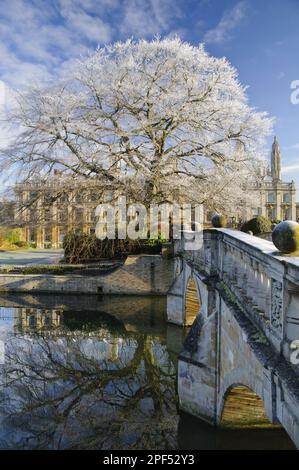 Blick auf den Fluss, die Brücke, den reifen Common Beech (Fagus sylvatica) Baum und die College-Gebäude in Frost, Clare Bridge, Clare College, River Cam, Cambridge Stockfoto