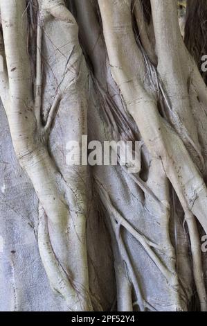 Waldfeige (Ficus craterostoma) Nahaufnahme des Stamms aus der Luft, Kirstenbosch National Botanical Garden, Kapstadt, Westkap, Süden Stockfoto