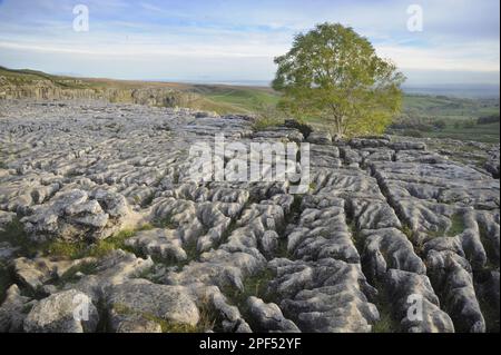 Blick auf Kalksteinpflaster mit europäischer Asche (Fraxinus excelsior), Blick auf das Dorf im Tal, Malham Cove, Malham, Yorkshire Dales N. P. Stockfoto