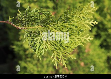 BIOTA (Platycladus orientalis)-Nahaufnahme von Blättern, im Garten, Suffolk, England, Großbritannien Stockfoto