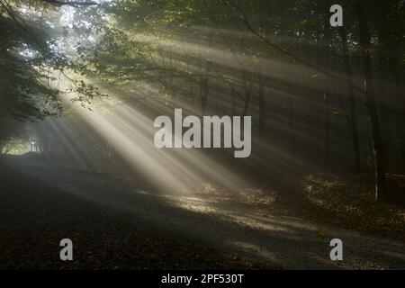 Alte gemischte Wälder aus Kupferbuche (Fagus sylvatica) und europäischen Hornbalken (Carpinus betulus) mit Sonnenstrahlen im frühen Morgennebel, Breite Nature Stockfoto