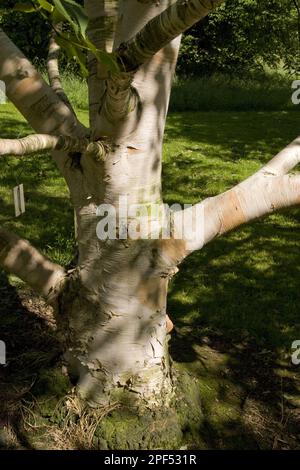Stamm der Erman-Birke (Betula ermanii) Stockfoto