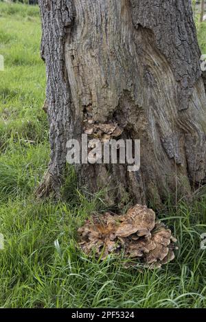 Riesen-Polypore (Meripilus giganteus) Fruchtkörper, die an der Basis der erkrankten Gemeinen Eiche (Quercus robur), Berkshire, England, Vereinigtes Königreich wachsen Stockfoto