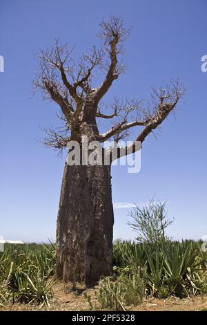 Allein stehender Baobab-Baum (Adansonia) auf der Plantage von Sisal (Agave sisalana), Madagaskar Stockfoto