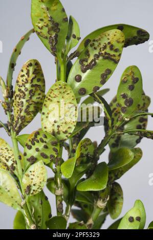 Kastenrost, Puccia buxi, Pusteln auf der Unterseite der Blätter einer erkrankten Parterre-Hecke Stockfoto
