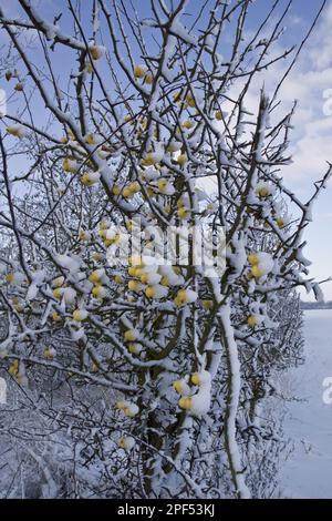 Apfel, Äpfel, Rosen, Krabbenäpfel mit Schnee bedeckt Stockfoto