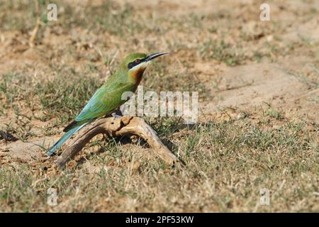 Blauschwanzbienenfresser (Merops philippinus), Blauschwanzbienenfresser, Tiere, Vögel, Blauschwanzbienenfresser (Erwachsener), Hoch oben auf dem toten Yala N. P. Sri Lanka Stockfoto