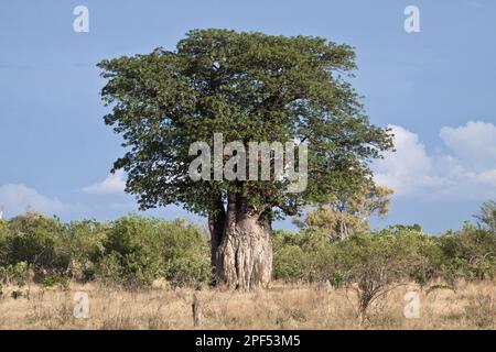 Ein sehr großer Baobab-Baum (Adansonia digitata) in Blattform, Botsuana Stockfoto