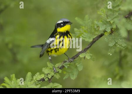 Dendroica-Magnolie, Magnolienwischer (Setophaga-Magnolie), Singvögel, Tiere, Vögel, Magnolia-Warbler, männlich, männlich, während der Wanderung auf einem Zweig stehend Stockfoto