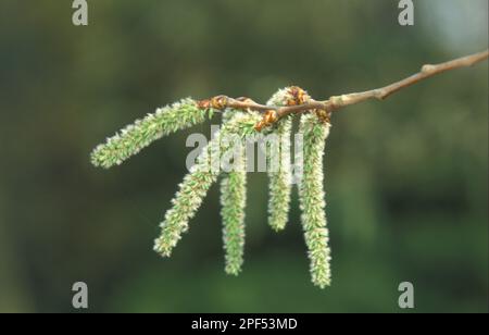 Aspen catkins, April (Populus) tremula Stockfoto