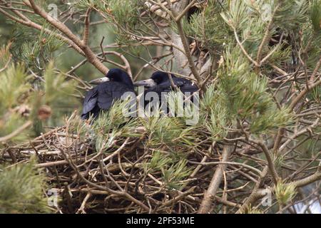 Turm (Corvus frugilegus), erwachsenes Paar, sitzt auf einem Nest in einem Krähennest in Scotch scots Pine (Pinus sylvestris), Berwickshire, Schottische Grenzen Stockfoto