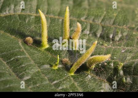 Kalk Nagelgallen Mite (Eriophyes tiliae) Gallen, die von der Oberfläche von Kalk (Tilia sp.) wachsen Leaf, Clumber Park, Nottinghamshire, England, Vereinigtes Königreich Stockfoto