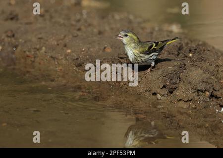 Eurasische Siskin (Carduelis spinus), Erwachsene Frau, trinkt in Puddle, Norfolk, England, Vereinigtes Königreich Stockfoto