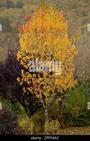 American Sweetgum (Liquidamber styraciflua) führte Arten, Gewohnheit, Blätter in Herbstfarbe ein, Dordogne, Frankreich Stockfoto