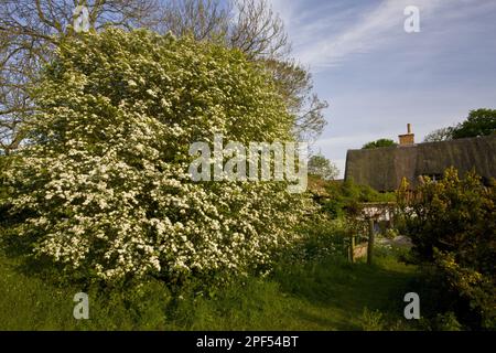 Blüte des Hawthorns (Crataegus monogyna), wächst im Wildpark, Snow Street, Norfolk, England, Vereinigtes Königreich Stockfoto