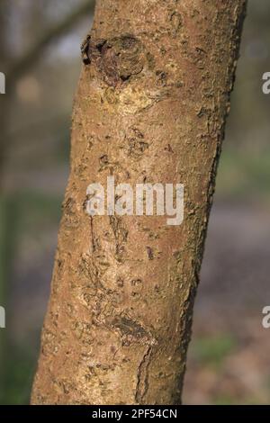 Chinesische Hexenhasel (Hamamelis mollis) Nahaufnahme des Stamms, der als Ziertiere im Wald wächst, Thornham Estate, Thornham Magna, Suffolk, England Stockfoto