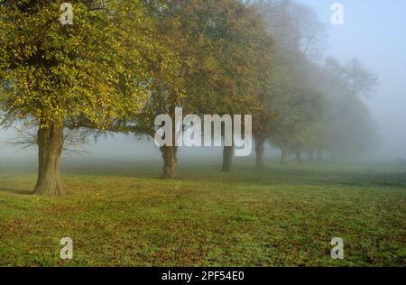 Limette (Tilia x europaea), Reihe reifer Bäume im Morgennebel, Woolverstone, Halbinsel Shotley, Suffolk, England, Vereinigtes Königreich Stockfoto