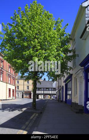 Wachstum von Limettenbaum (Tilia sp.), Straßenbaum in der Stadtstraße, Llanidloes, Powys, Wales, Vereinigtes Königreich Stockfoto