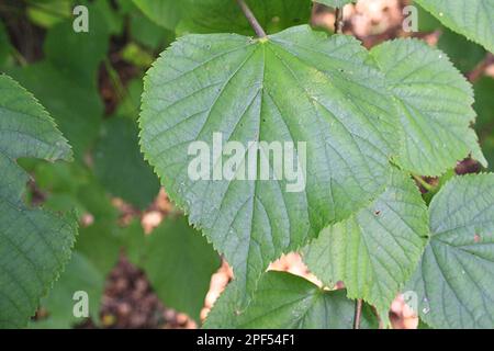 Gemeine Limette (Tilia x europaea) Nahaufnahme von Blättern, die im Wald wachsen, Vicarage Plantation, Mendlesham, Suffolk, England, Vereinigtes Königreich Stockfoto