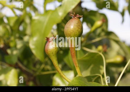 Common Pear (Pyrus communis) „Conference“, Nahaufnahme von sich entwickelnden Früchten, in Garden, Suffolk, England, Vereinigtes Königreich Stockfoto