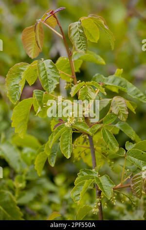 Pacific Poison Oak (Toxicodendron diversilobum) Nahaufnahme von Blättern und Blumen, California (U.) S.A. Stockfoto