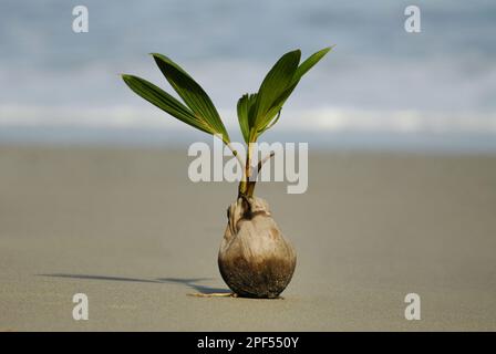 Kokosnuss-Palme (Cocos nucifera) Sämling am Strand, Provinz Manuel Antonio N. P. Puntarenas, Costa Rica Stockfoto