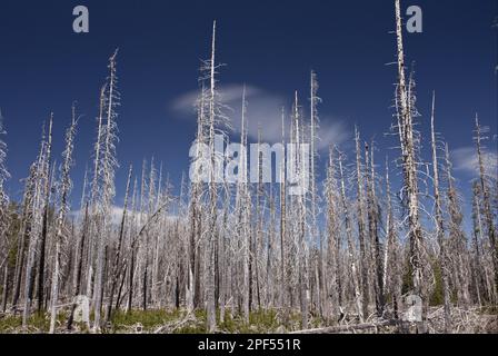 Lodgepole Pine (Pinus contorta latifolia) verbrannter Nadelwald Habitat, Dreifinger-Jack, Cascades Mountains, Oregon (U.) S. A. Stockfoto