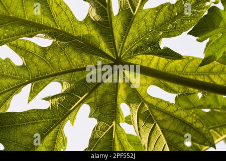 Pawpaw, Melonenbaum, Papaya-Baum, Papaya, Melonenbaum-Familie, Papaya-Nahaufnahme der Blattunterseite, Philippinen Stockfoto