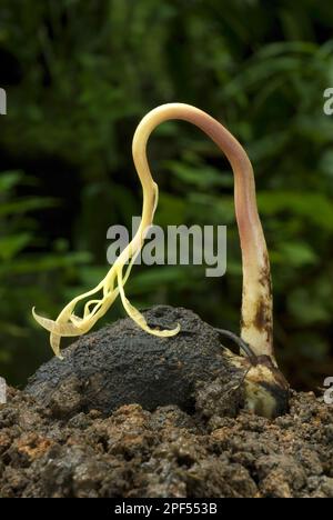 Mango (Mangifera Indica) keimenden Samen mit schießen, Trivandrum, Kerala, Indien Stockfoto