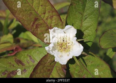 Mispel (Mespilus germanica) Nahaufnahme von Blume, Suffolk, England, Vereinigtes Königreich Stockfoto