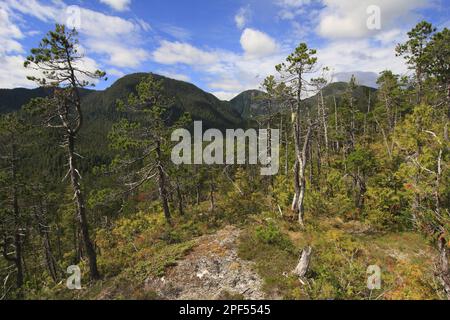 Shore Pine (Pinus contorta contorta) Gewohnheit, wächst in gemäßigten Küstenregenwald Habitat, Pooley Island, Inside Passage, Coast Mountains, Great Stockfoto