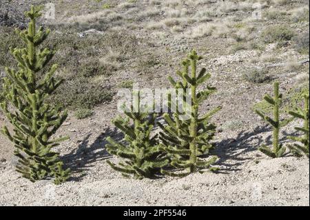 Affen-Puzzle (Araucaria araucana) Jungbäume, die auf einem Hügel wachsen, Provinz Neuquen, Patagonien, Argentinien Stockfoto