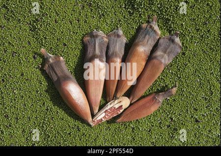 Monkey Puzzle (Araucaria araucana) NUTS, Esquel, Chubat Province, Patagonia, Argentinien Stockfoto