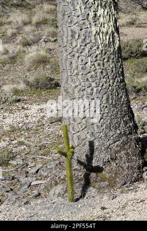 Affen-Puzzle (Araucaria araucana) Stamm, mit Setzling im Basislager, Provinz Neuquen, Patagonien, Argentinien Stockfoto