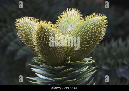 Affen-Puzzle (Araucaria araucana) Nahaufnahme von männlichen Pollen-tragenden Zapfen, Lanin N. P. Neuquen Provinz, Patagonien, Argentinien Stockfoto